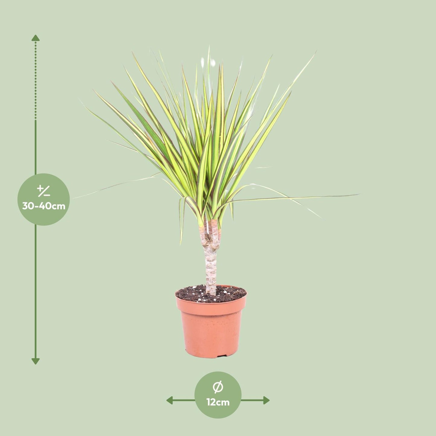 Dracaena Sunray – Pflegeleichter Drachenbaum Ø12cm