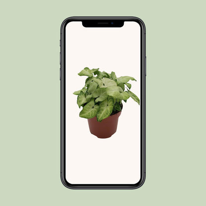 Syngonium 'White Butterfly' – kompakte Pfeilblatt-Rebe Ø13cm