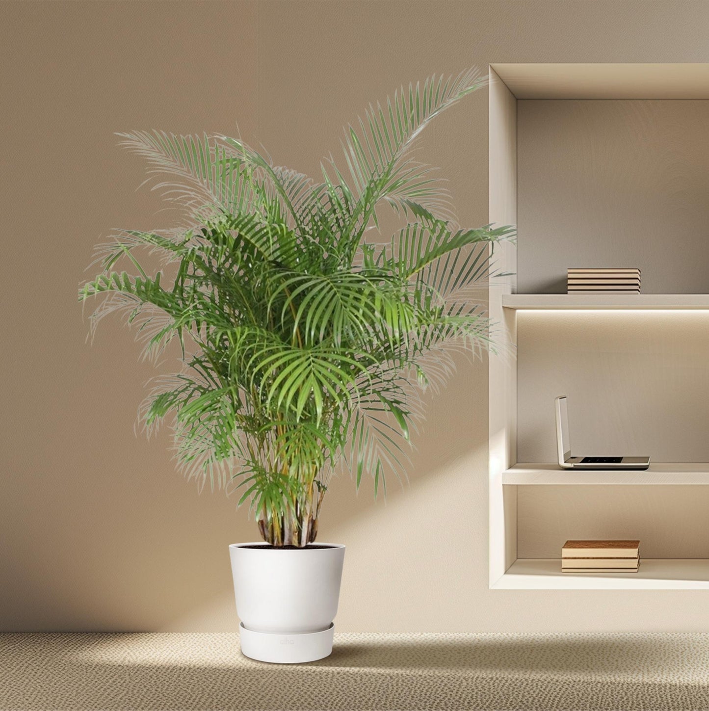 Dypsis Lutescens (Goldpalme) – 200 cm, ø40 cm, pflegeleicht