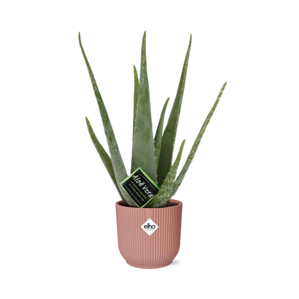 Aloe Vera 12cm in ELHO Vibes Fold 14cm rosa – Pflegeleicht & Luftreinigend