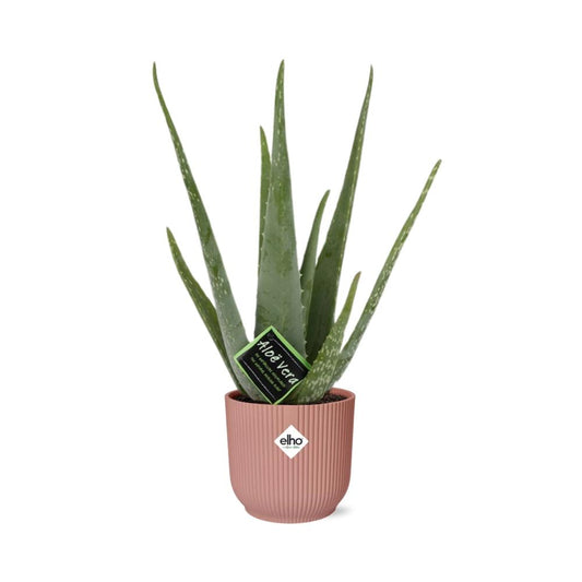 Aloe Vera 12cm in ELHO Vibes Fold 14cm rosa – Pflegeleicht & Luftreinigend