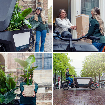 Anthurium Red – Pflegeleichte Zimmerpflanze mit roten Blüten