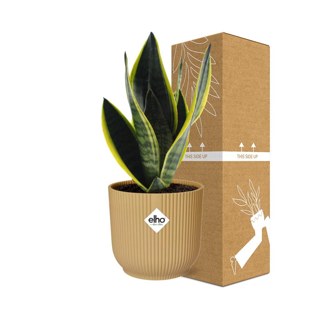 Sansevieria Futura Superba in ELHO Vibes Fold 14cm Gelb