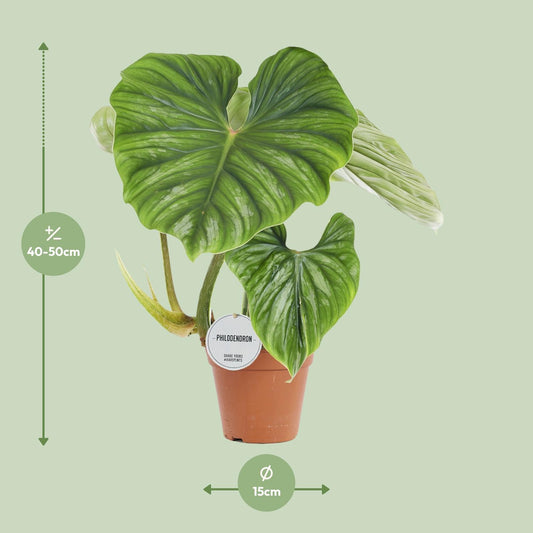 Philodendron Plowmanii – Pflegeleichte Tropenpflanze Ø15cm
