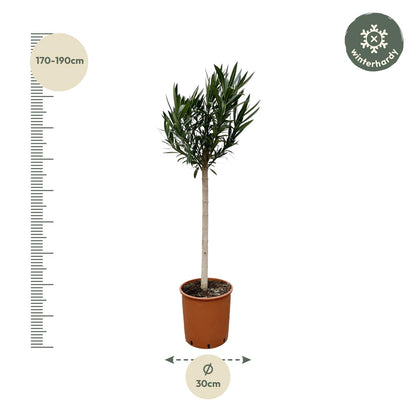Nerium Oleander Stamm mit rosa Blüte – 170 cm – Ø30 cm
