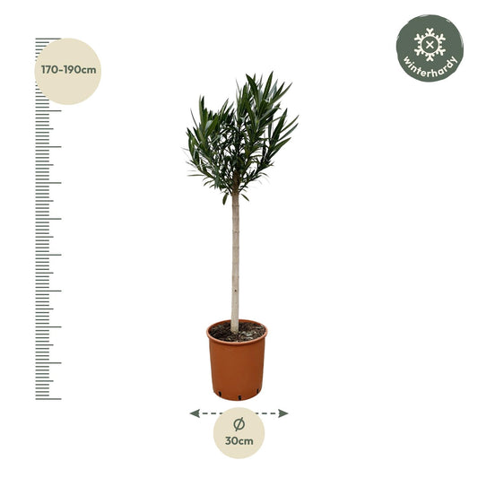 Nerium Oleander Stamm mit rosa Blüte – 170 cm – Ø30 cm