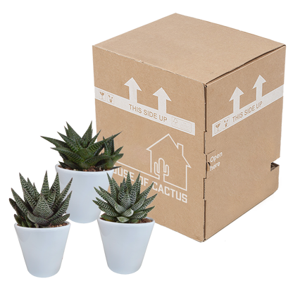 Gasteria & Haworthia Sukkulenten-Mix 3er im weißen Topf