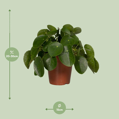 Pilea Peperomioides – Pfannkuchenpflanze Ø15cm, pflegeleicht
