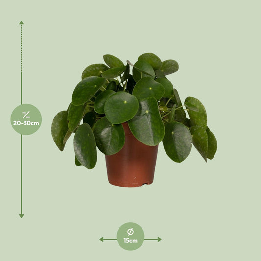 Pilea Peperomioides – Pfannkuchenpflanze Ø15cm, pflegeleicht