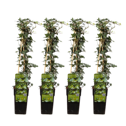 4x Efeu Hedera helix – 65 cm, Ø 15 cm Topf