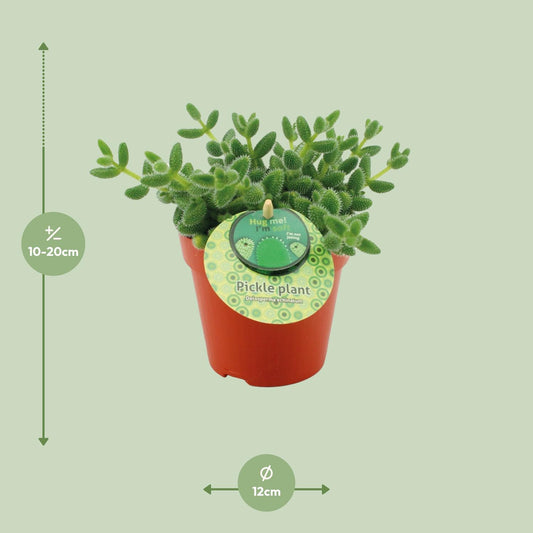Delosperma Echinatum – Pflegeleichte Sukkulente Ø12cm