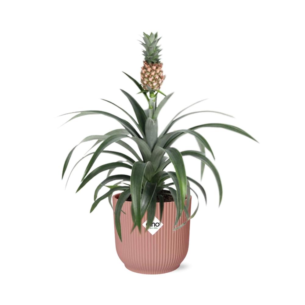 Ananas Mi Amigo in ELHO Vibes Fold 14cm – Tropische Zimmerpflanze