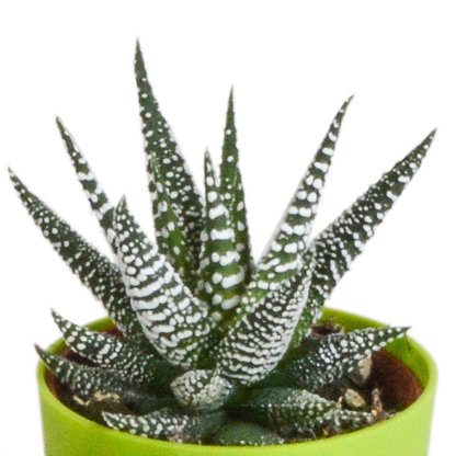 Gasteria & Haworthia Sukkulenten-Mix, 5er Set