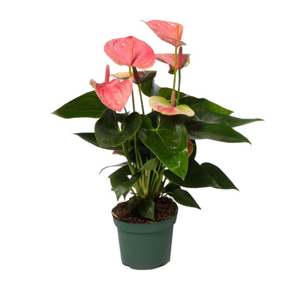 Anthurium Sweet Dream – Pflegeleichte Zimmerpflanze Ø12cm