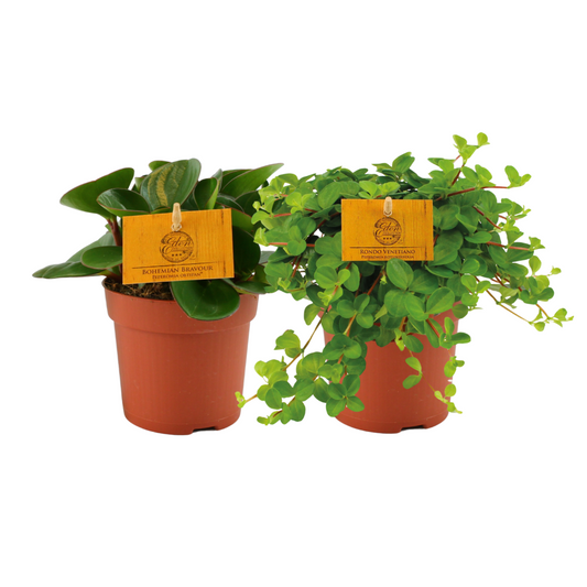 Peperomia Duo – 2 pflegeleichte Zimmerpflanzen Ø10,5cm