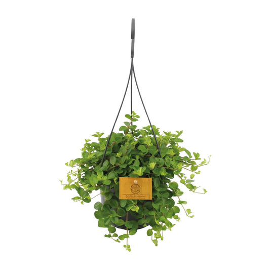 Peperomia Rotundifolia – Pflegeleichte Zimmerpflanze Ø15cm