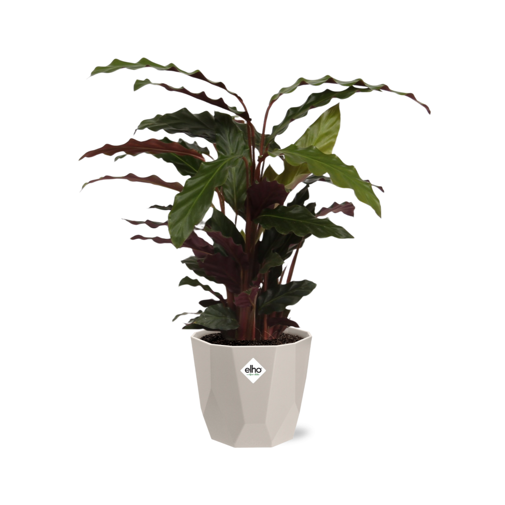 Calathea Rufibarba ‘Tropistar’ – Tropische Zimmerpflanze im ELHO Topf 14 cm
