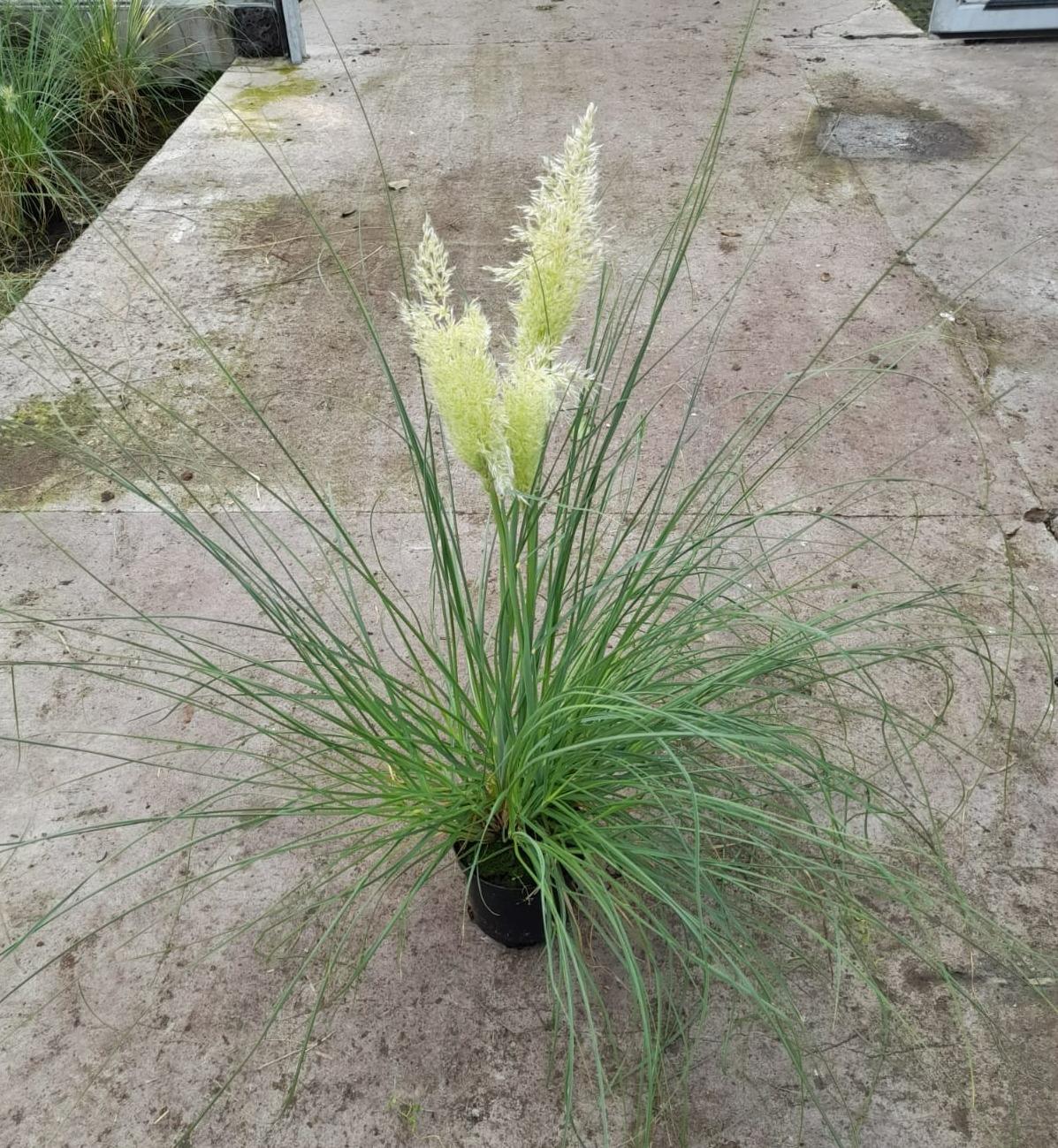 Cortaderia Pampas – Trendige Pampasgras-Zimmerpflanze Ø15cm