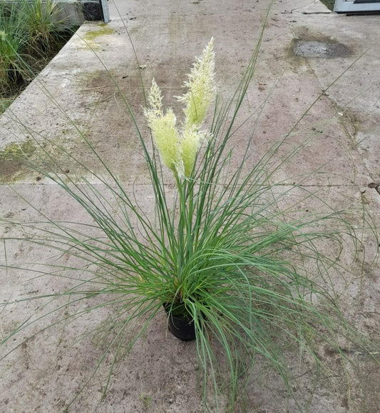 Cortaderia Pampas – Trendige Pampasgras-Zimmerpflanze Ø15cm