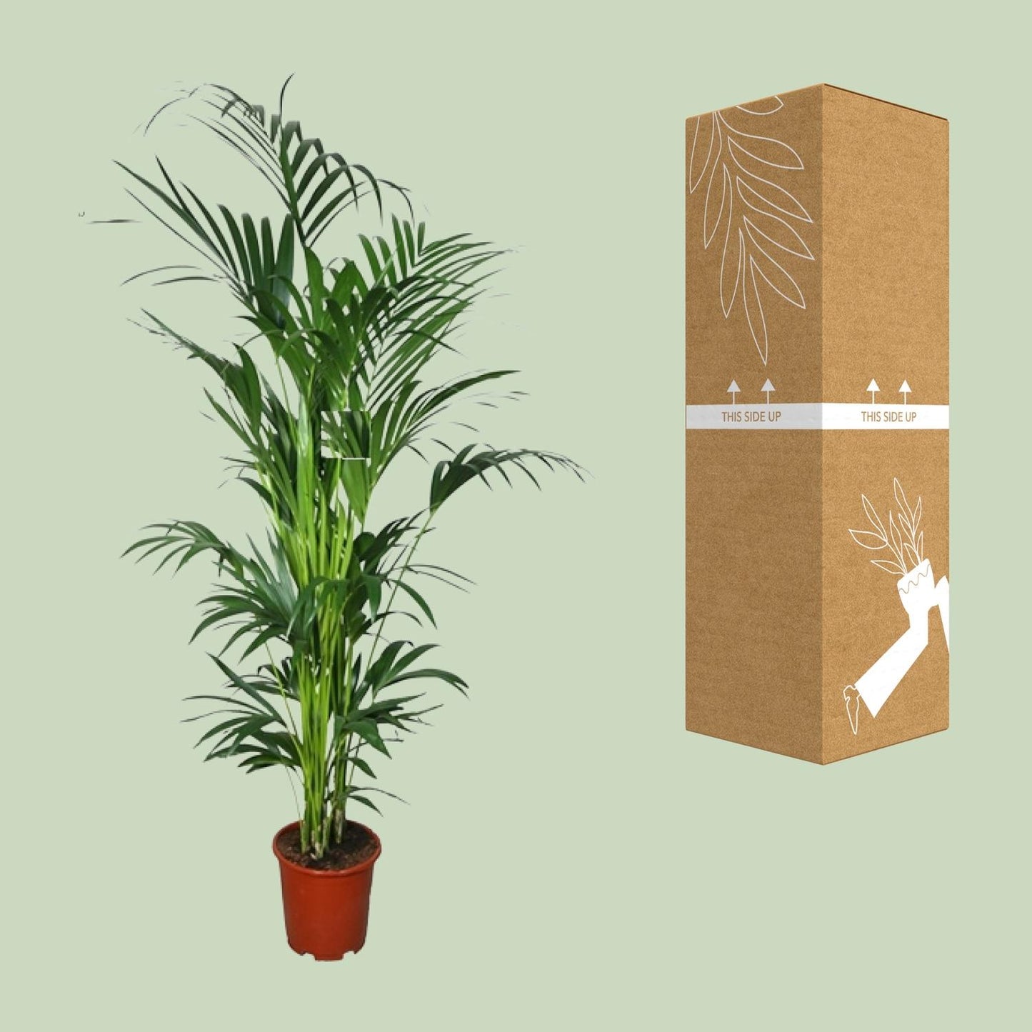 Kentia Palme – 200 cm hohe pflegeleichte Zimmerpflanze