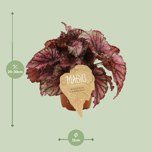Begonia Rex Lambada – Pflegeleichte, farbenfrohe Zimmerpflanze Ø12 cm