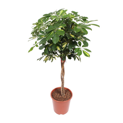 Schefflera Gold Capella – Pflegeleichte Tropen-Zimmerpflanze Ø27cm