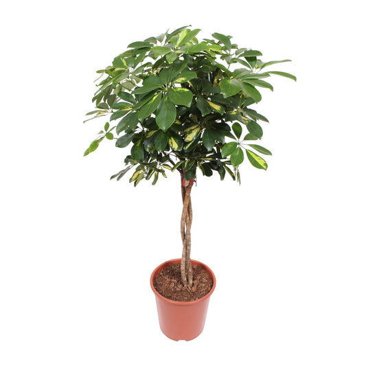 Schefflera Gold Capella – Pflegeleichte Tropen-Zimmerpflanze Ø27cm