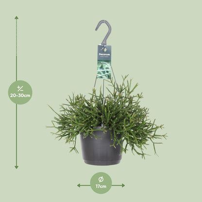 Rhipsalis Burchellii – Pflegeleichte Zimmerpflanze Ø17cm