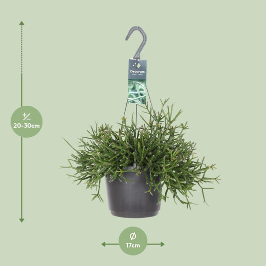 Rhipsalis Burchellii – Pflegeleichte Zimmerpflanze Ø17cm