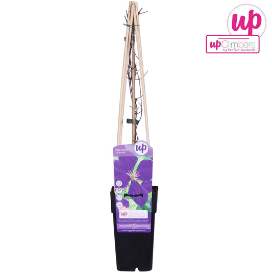 Waldrebe Jackmanii – pflegeleichte Kletterpflanze Ø15cm