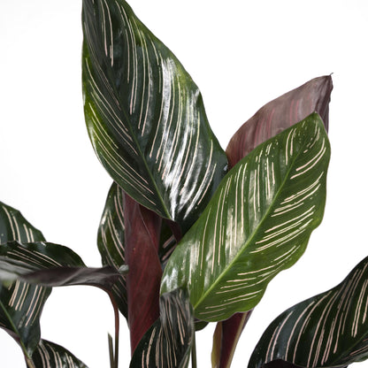 Calathea Ornata – Pflegeleichte Zimmerpflanze Ø14cm