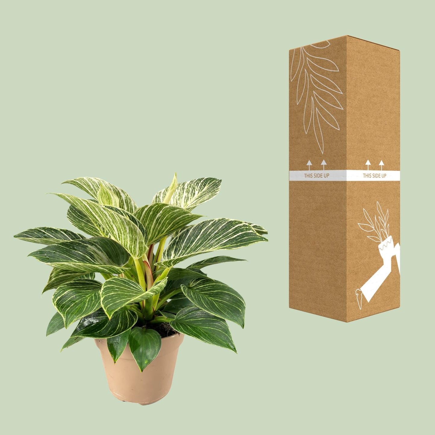 Philodendron Birkin – Trendige, pflegeleichte Zimmerpflanze Ø15cm