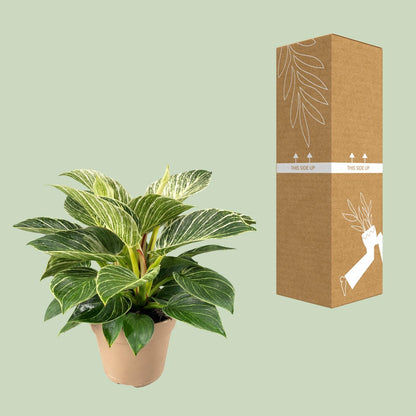 Philodendron Birkin – Trendige, pflegeleichte Zimmerpflanze Ø15cm