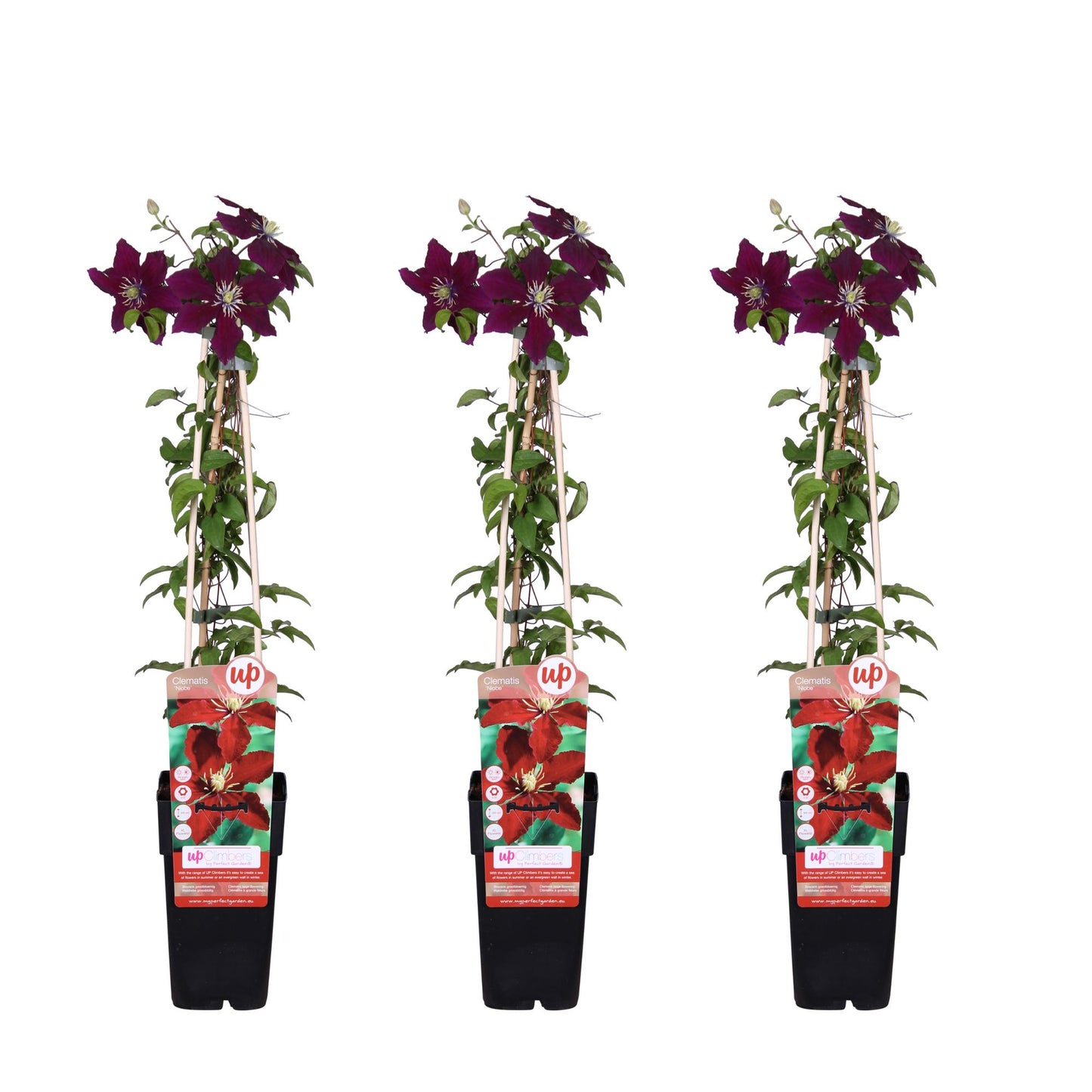 3x Clematis Niobe – Große rote Kletterpflanze Ø15cm, 65cm hoch