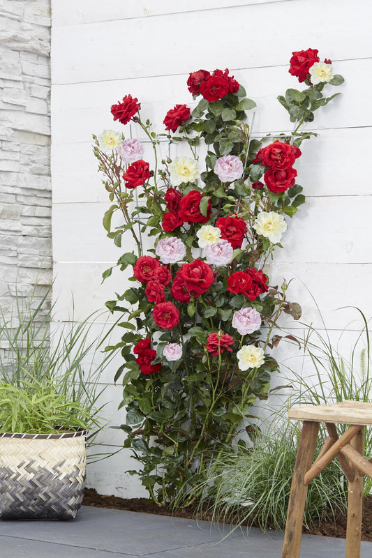3x Kletterrose Rosa Crazy in Love 'Pink' – 65 cm, Ø15 cm