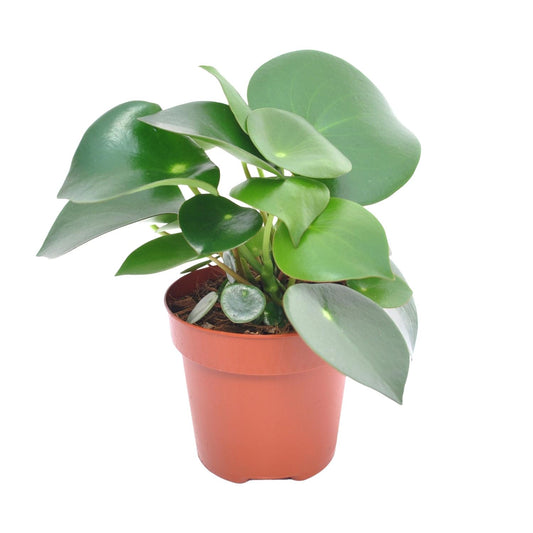 Peperomia Raindrop – Pflegeleichte Zimmerpflanze 12cm