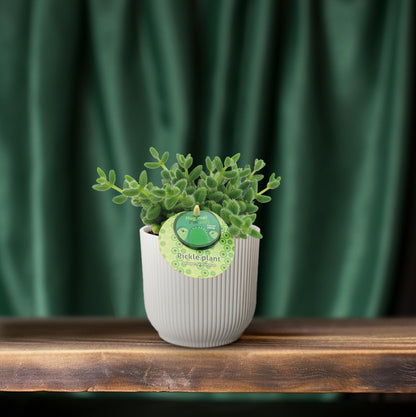 Delosperma Echinatum – Pflegeleichte Gurkenpflanze Ø12 cm