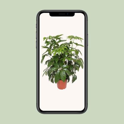 Schefflera Actinophylla 'Amate' – Schirmpflanze Ø30cm, 120cm hoch