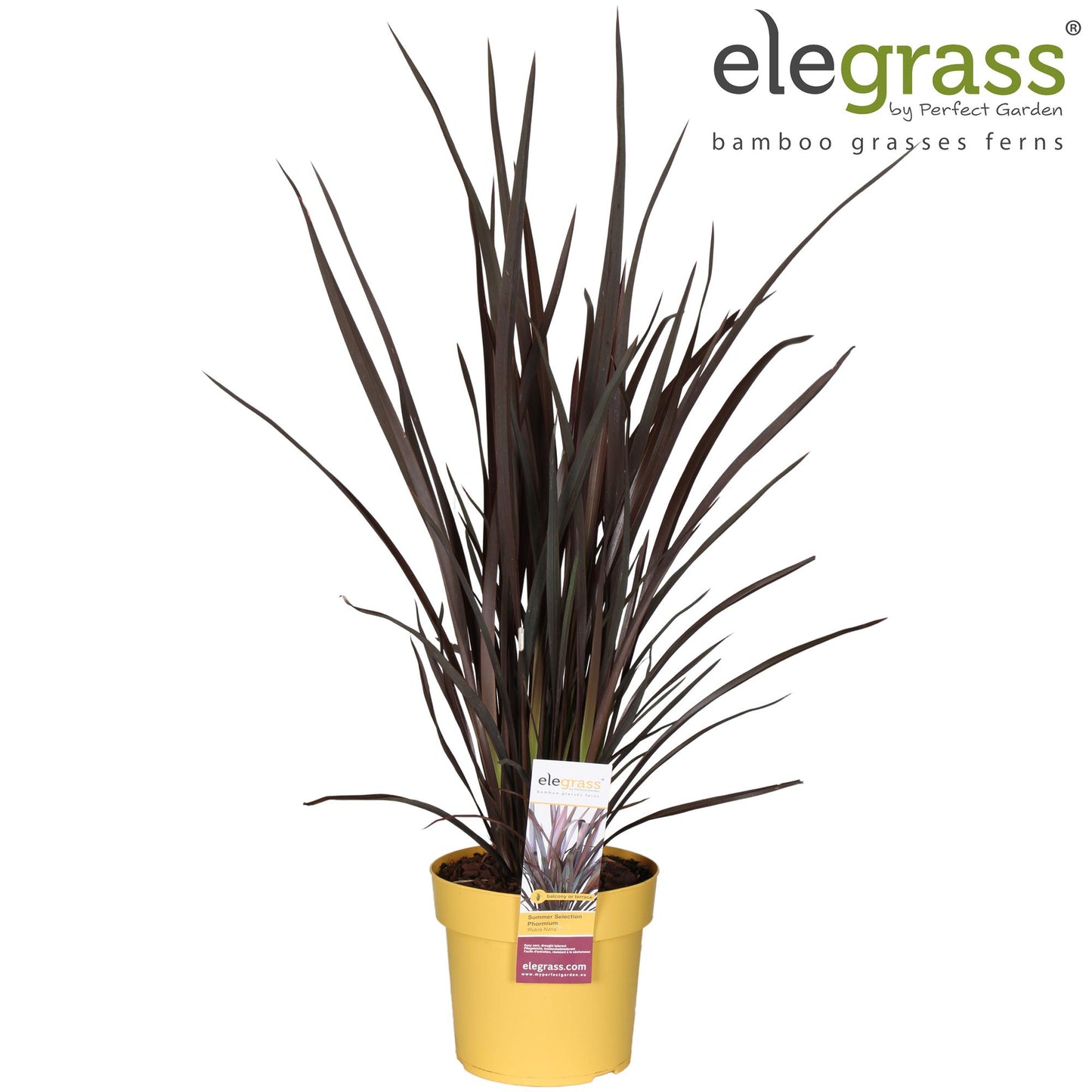 Phormium Rubra Nana – Elegante, pflegeleichte Schwertlilie Ø19cm