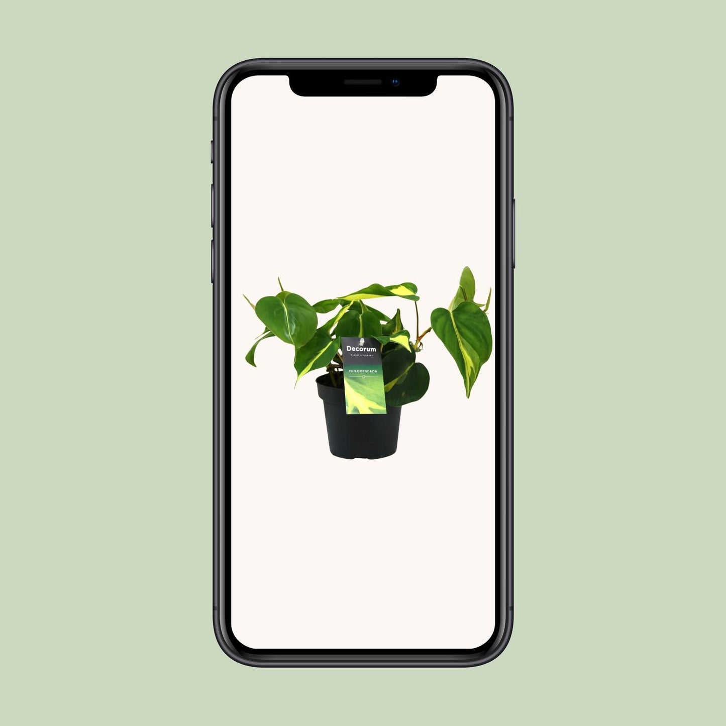 Philodendron Brasil Scandens – Pflegeleichte Zimmerpflanze Ø12cm