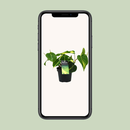 Philodendron Brasil Scandens – Pflegeleichte Zimmerpflanze Ø12cm
