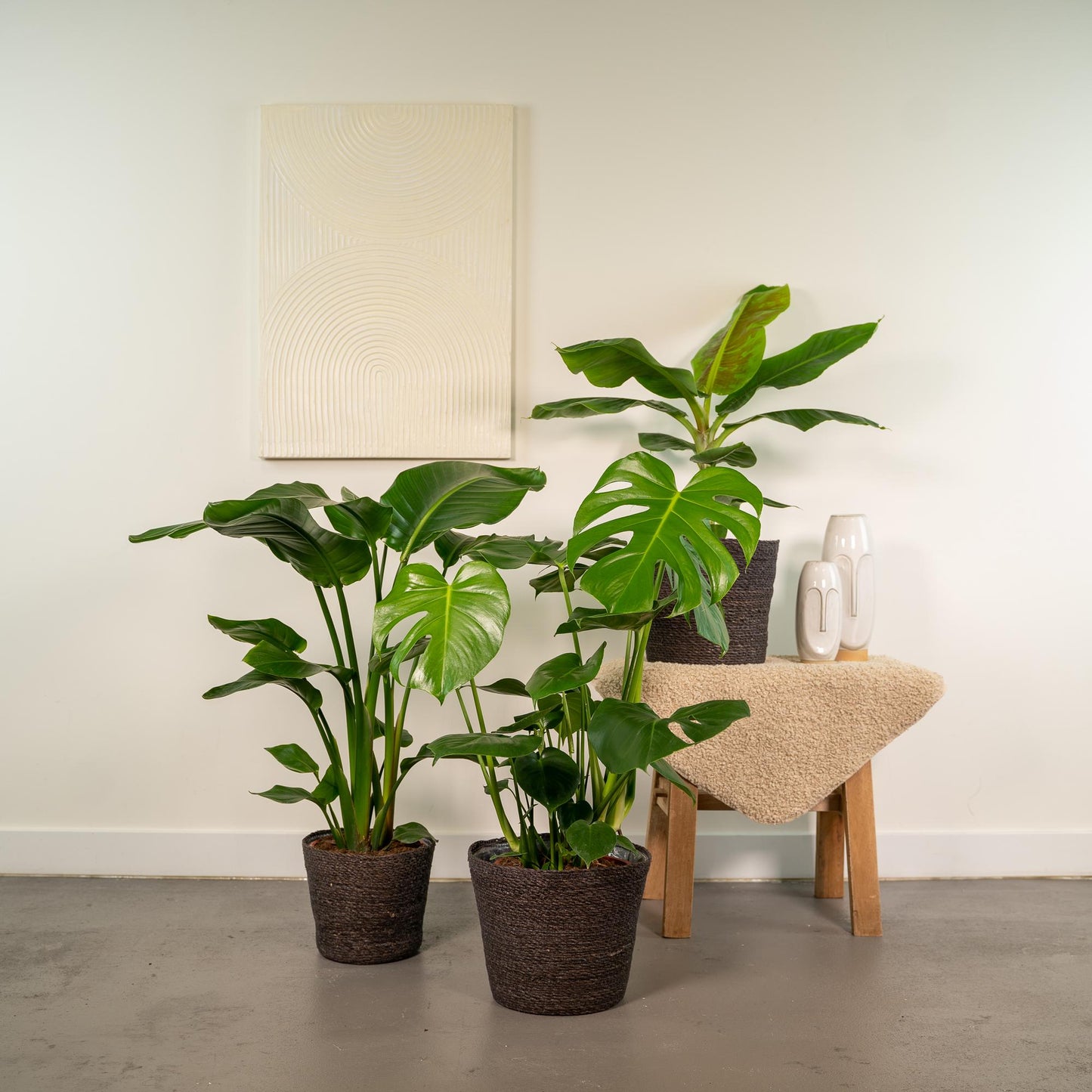 Tropen-Set: Monstera, Banane & Strelitzie 75-85 cm