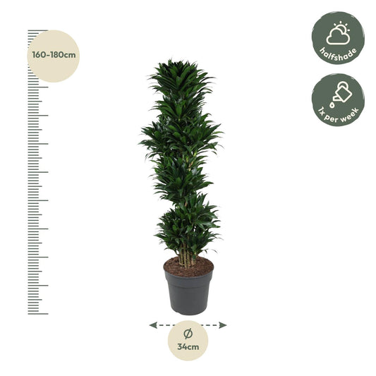 Dracaena Compacta – 170 cm – pflegeleichte Zimmerpflanze