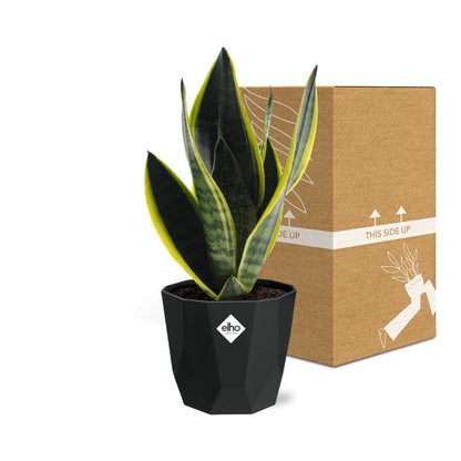 Sansevieria Futura Superba – Pflegeleichte Schwiegermutterzunge 14cm