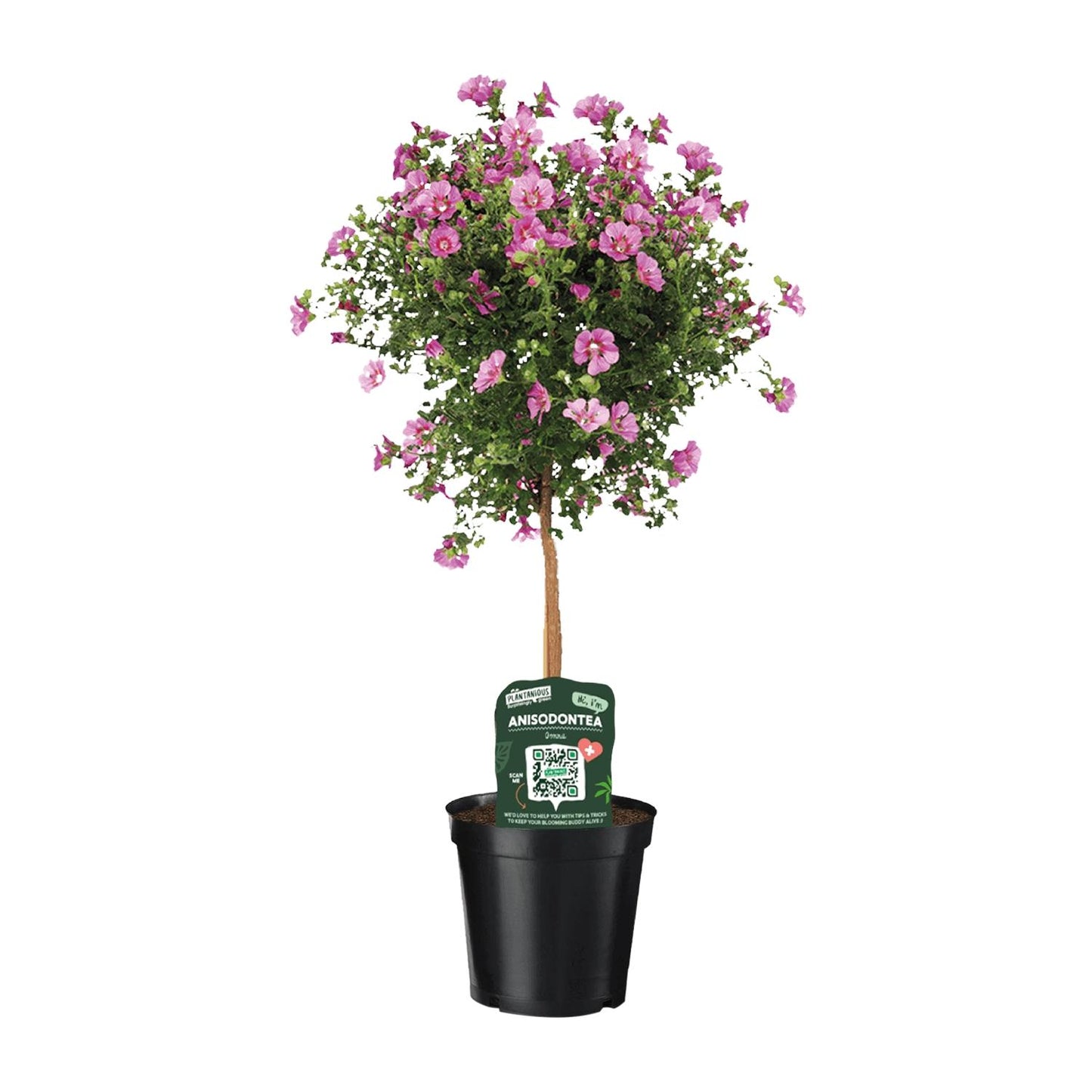 Anisodontea Elegans – Kapmalve im 19 cm Topf, ca. 75 cm hoch