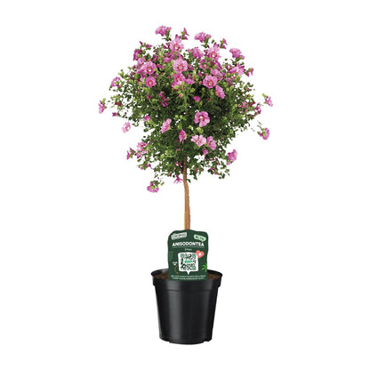 Anisodontea Elegans – Kapmalve im 19 cm Topf, ca. 75 cm hoch