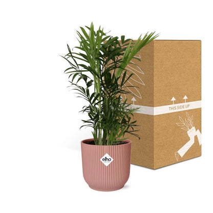 Chamaedorea Elegans Zwergbergpalme im ELHO Vibes Fold Topf rosa