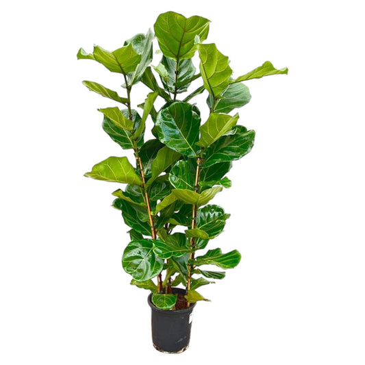Ficus Lyrata (Geigenfeige) – 155 cm, Ø 27 cm, pflegeleicht