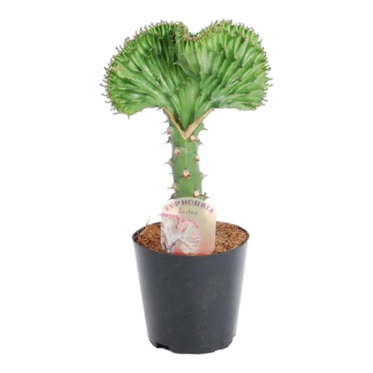 Euphorbia lactea Cristata – Korallen-Kaktus 30 cm