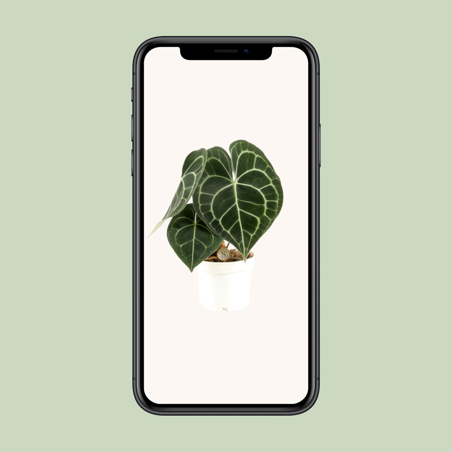 Anthurium Clarinervium – Pflegeleichte Tropische Zimmerpflanze Ø12cm
